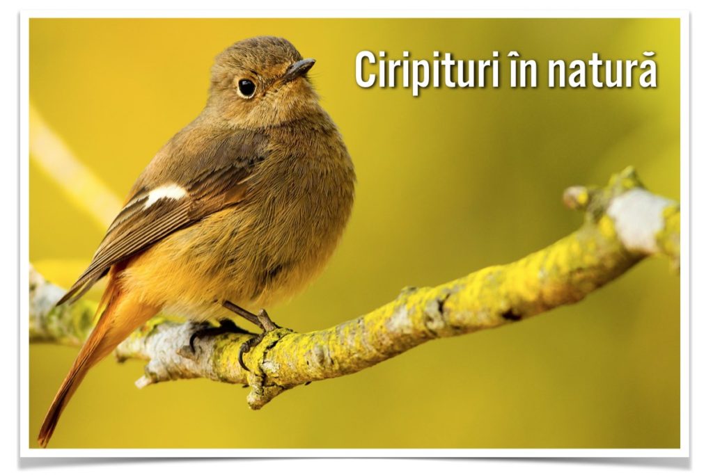 ciripituri-in-natura-cover-site-web ciripituri-in-natura-cover-site-web