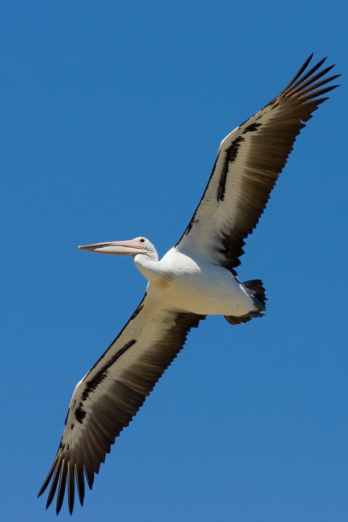Pelican 3