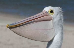 pelican 4 