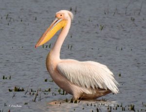 pelican 5 pelican 5