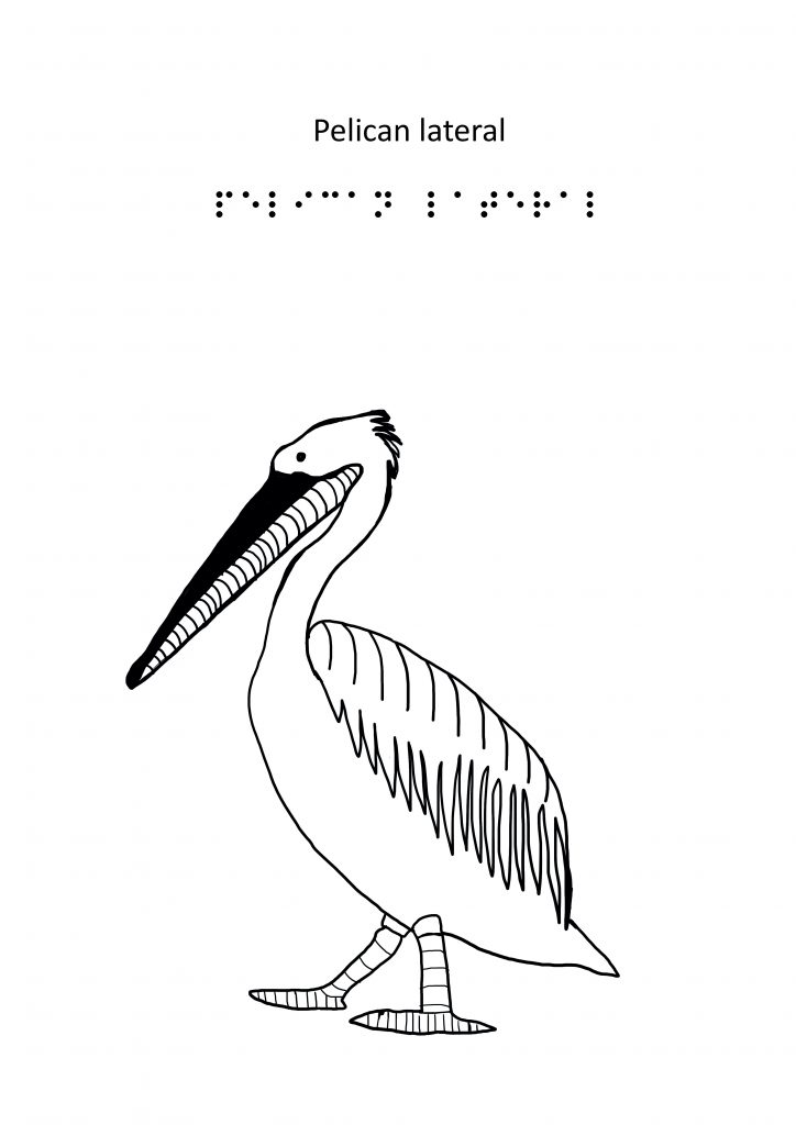 z. pelican 2