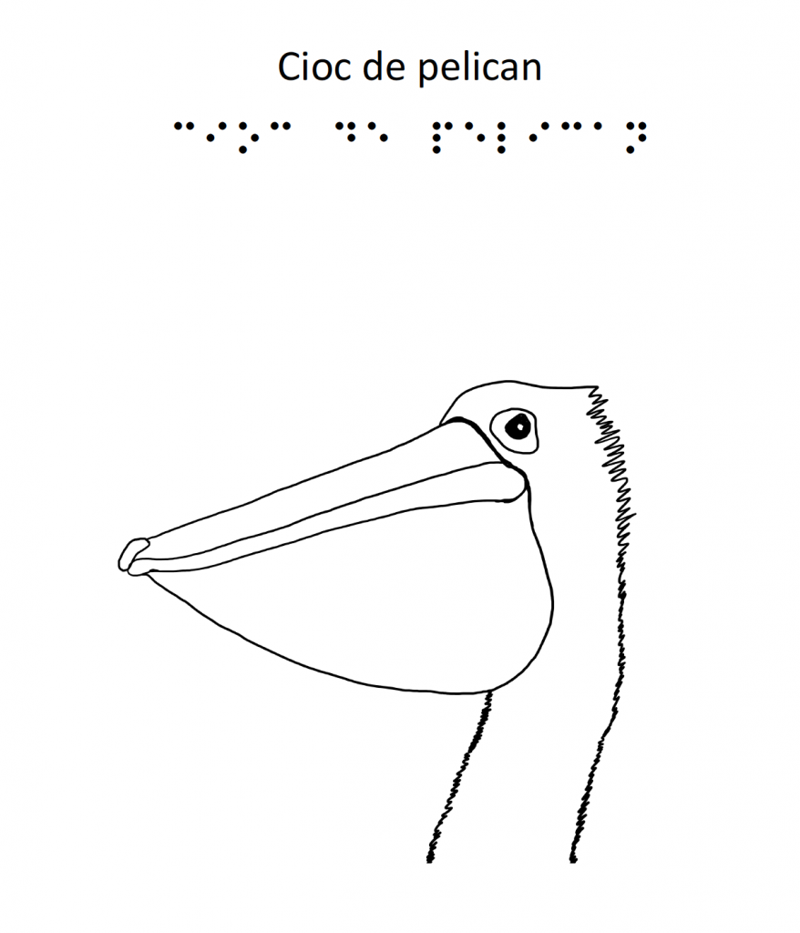 z. pelican 3