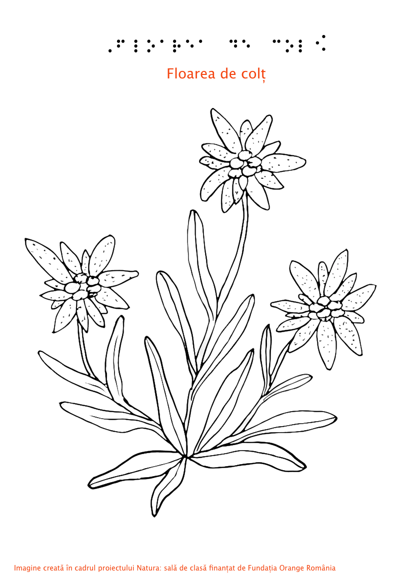 Floare de colt Braille