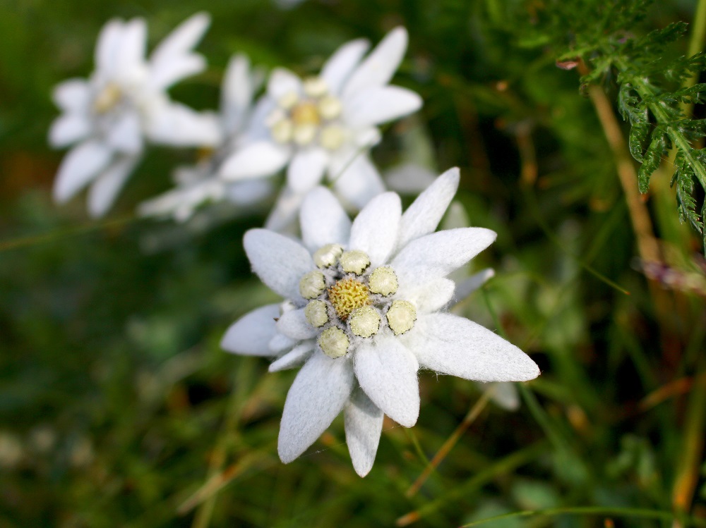 Floarea-de-colt-inflorescente