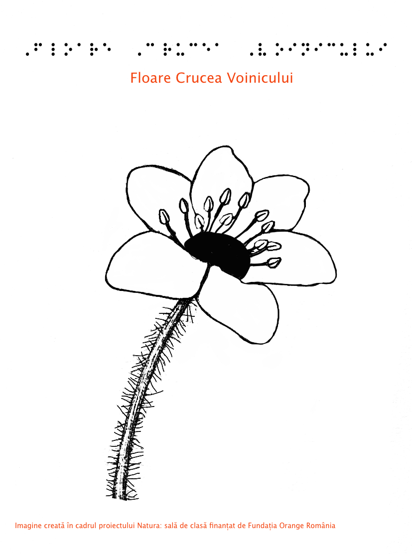 Crucea voinicului -desen floare Braille Crucea voinicului -desen floare Braille