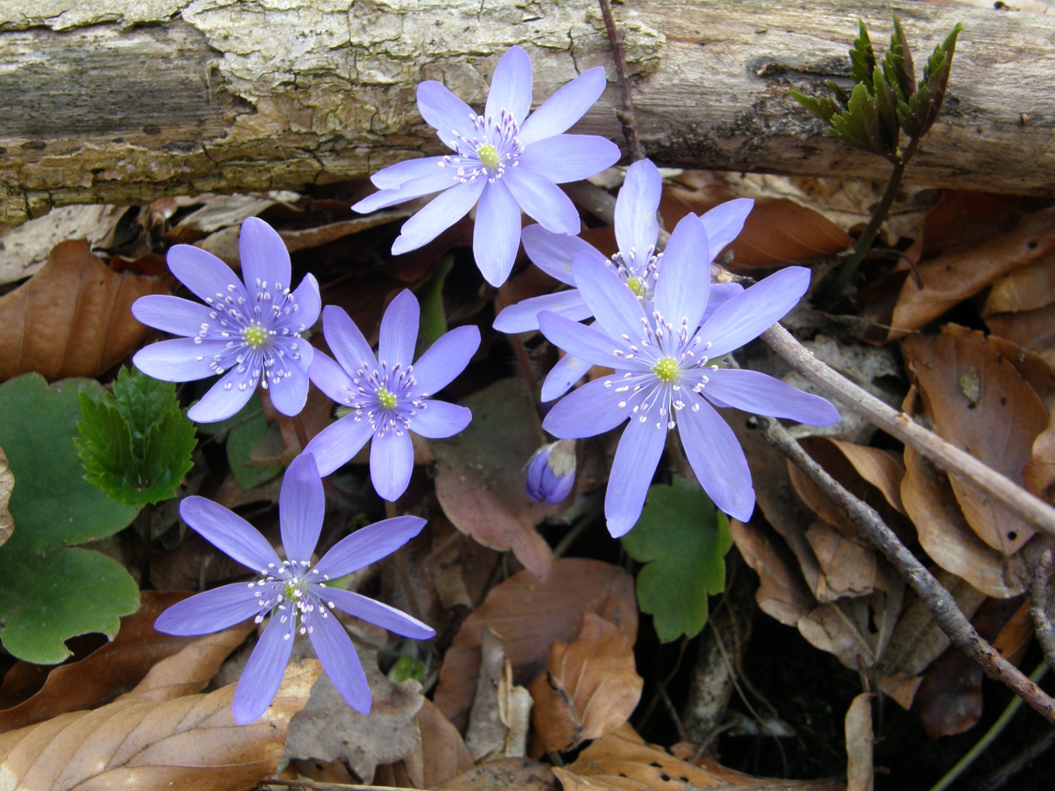 Crucea voinicului detaliu floare Crucea voinicului detaliu floare