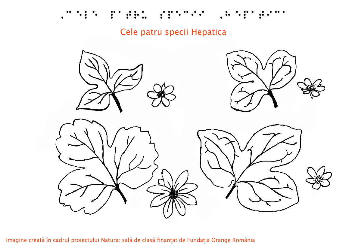 Specii Hepatica comparativ Specii Hepatica comparativ