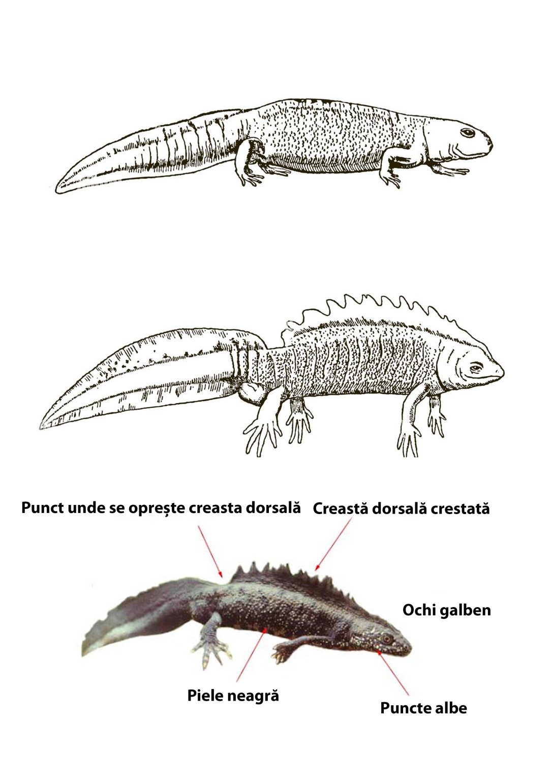 Tritonul cu creasta 3 ipostaze Tritonul cu creasta 3 ipostaze