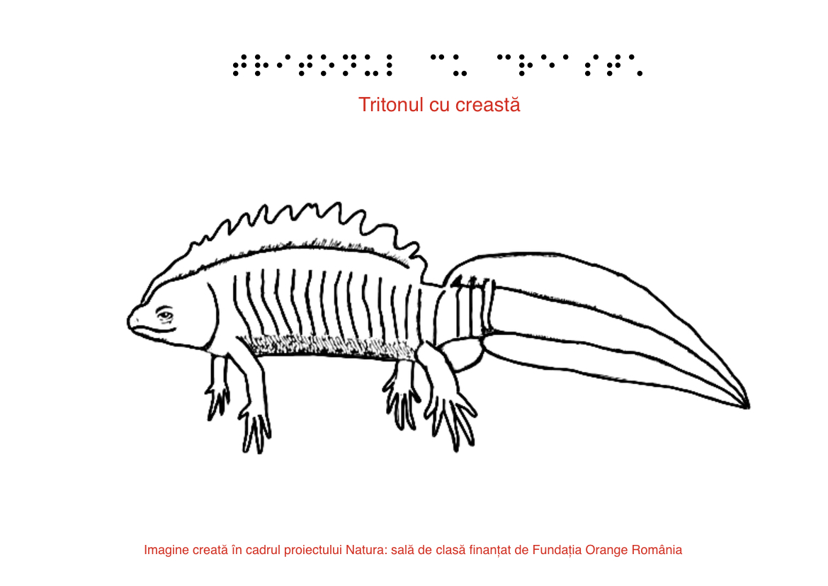 Tritonul cu creasta plansă braille Tritonul cu creasta plansă braille