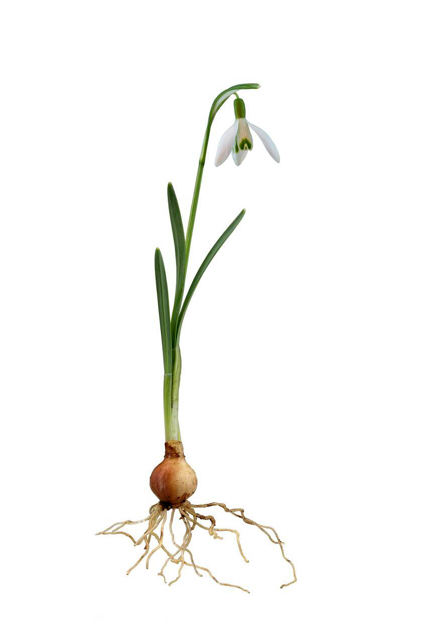 ghiocel cu bulb