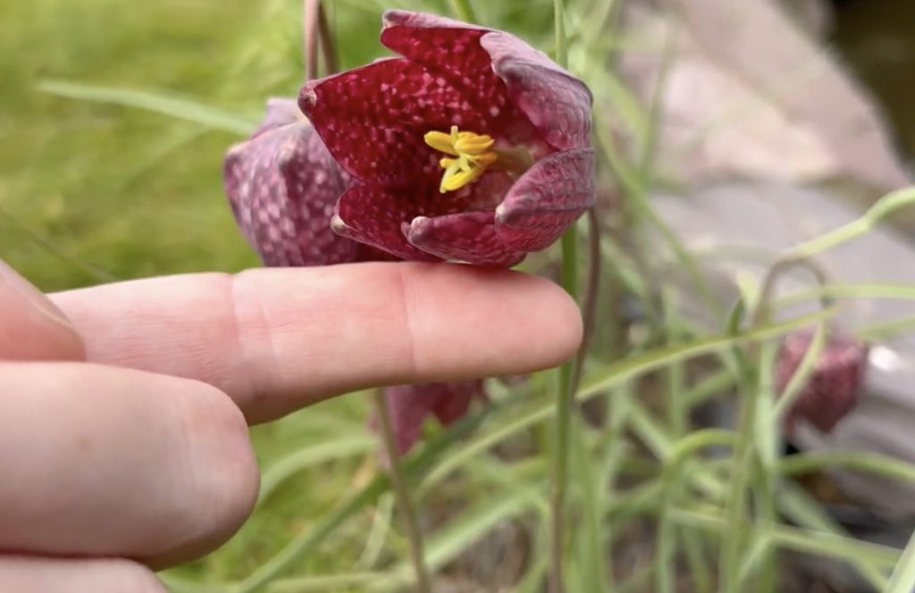 laleaua pestriță detaliu floare
