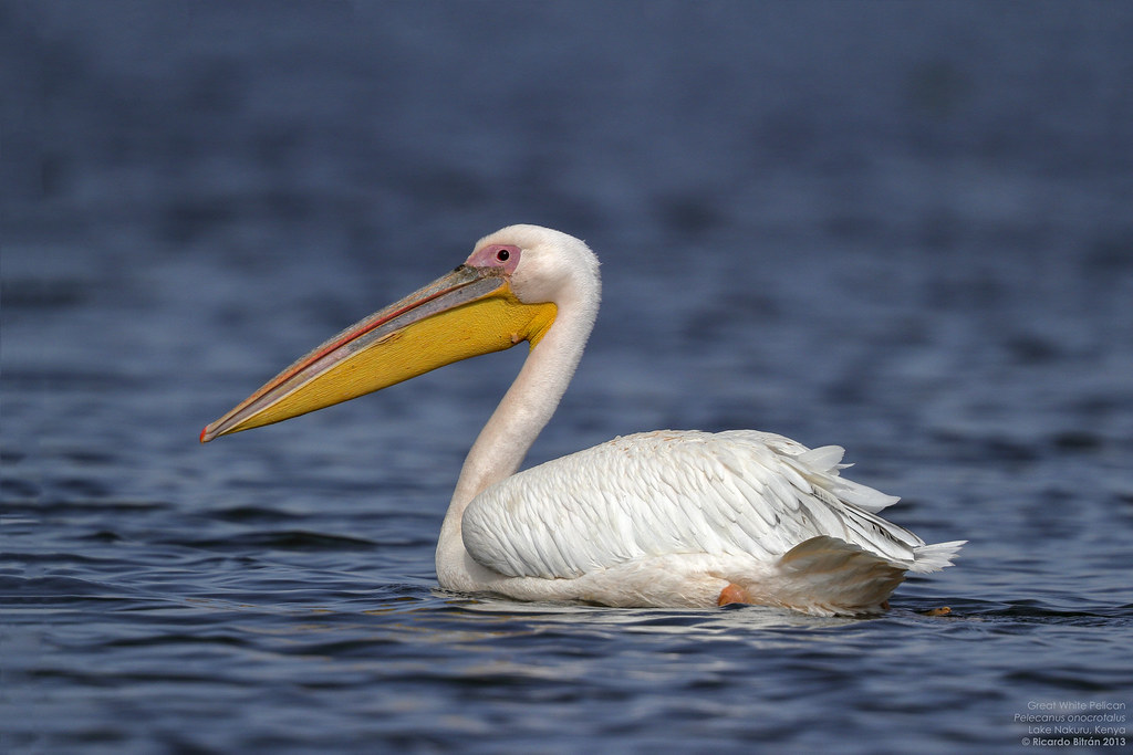 pelican pluting pelican pluting