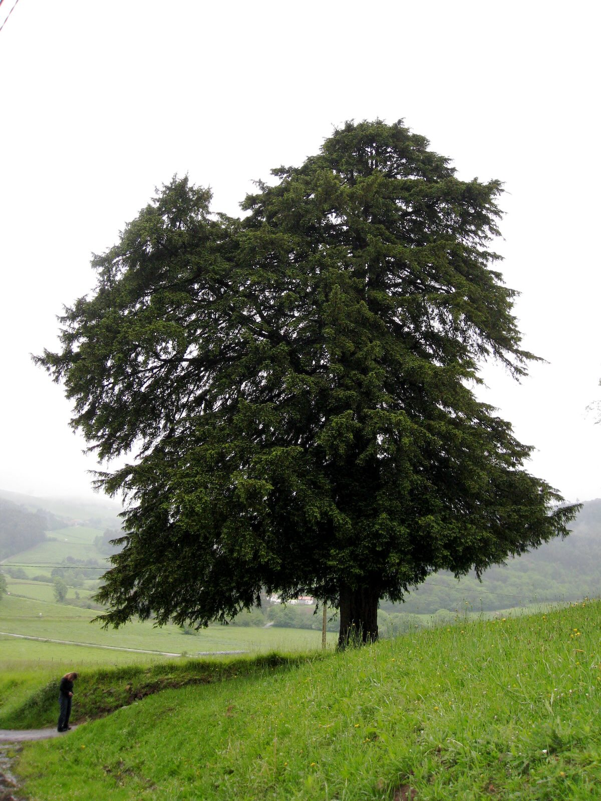 arborele de tisa Taxus baccata arborele de tisa Taxus baccata