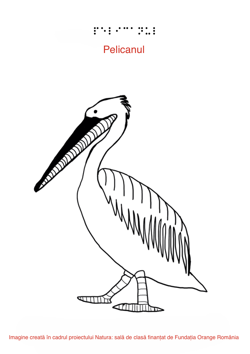 pelican lateral plansa braille pelican lateral plansa braille