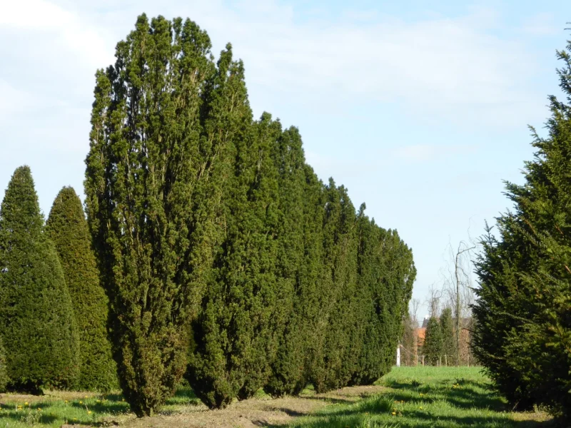 tisa arbore ornamental tisa arbore ornamental