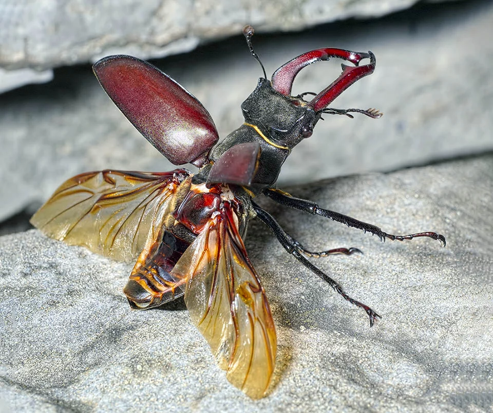 Lucanus-cervus cu aripi desfacute Lucanus-cervus cu aripi desfacute