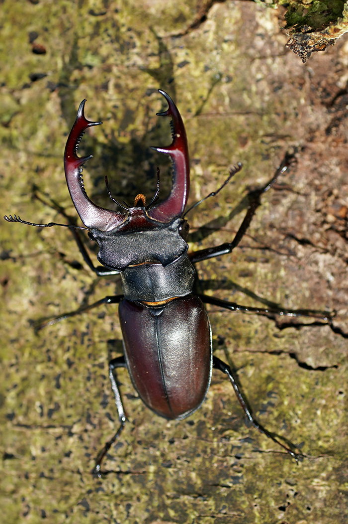 Lucanus cervus radasca Lucanus cervus radasca